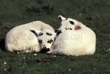 Black-face lambs sleeping Mull island Scotland