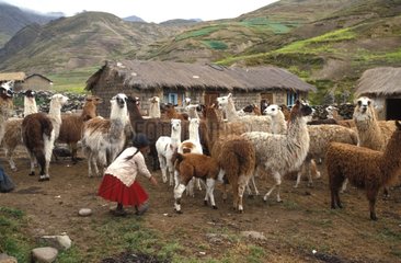 Mädchen unter einer Herde von Bolivien Lamas