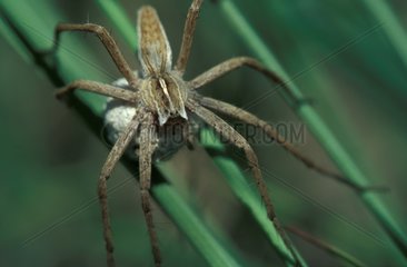 Araignée pisaura femelle PNR des Landes de Gascogne