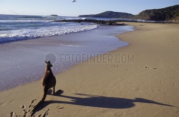 Kangourou géant sur la plage de Pebbly Beach Australie