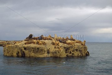 Rookerie of South american sea lion Argentinian Patagonia
