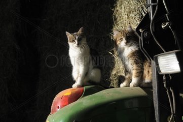 Katzen saßen auf einem Traktor auf einem Bauernhof Frankreich saßen