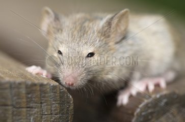 Mice on a garden table