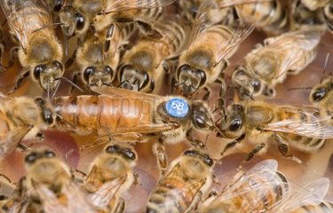 Bienenkönigin in der Mitte der Arbeiter in einem Bienenstock