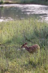 Hog deer female on riverbank Royal Bardia Nepal