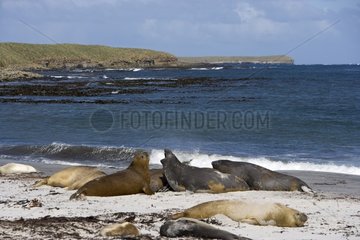 Northern elephant seals on a beach in Falkland Islands