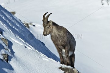 Junger Ibex in Snow Massiv des Bornes Frankreich