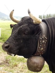 Portrait d'une vache alpine Hérens avec une cloche au cou