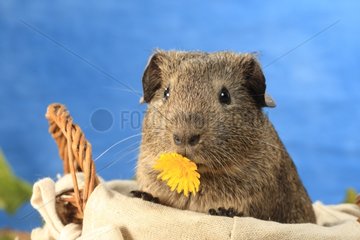 Portrait of Domestic Guinea pig eating a flower in a basket