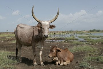 Zebus in Ethiopia