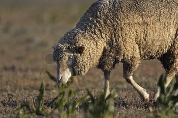 Merino sheep seeking grass in a meadow Spain