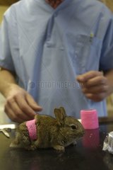Pose of a band of application on a wounded dwarf Rabbit