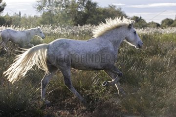 Camarguais horses trotting in the marsh Camargue France