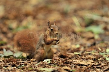 Rote Eichhörnchen am Herbst Ile-de-France France