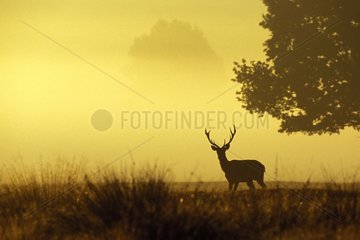 Male Red deer at sunrise Great Britain