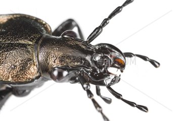 Portrait of a Ground beetle in studio on white background