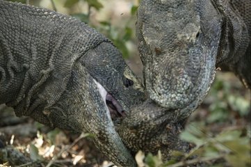 Varans de Komodo mangeant un congénère mort Indonésie