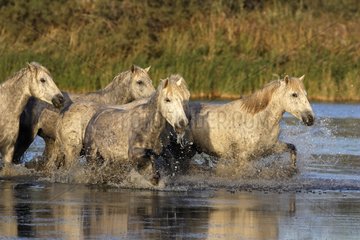 Camarguais horses in water Camargue France