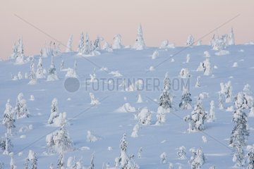 Taiga under snow Riisitunturi NP Finland