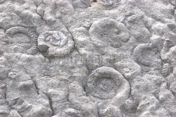 Ammonite wall in Haute Provence geological nature reserve