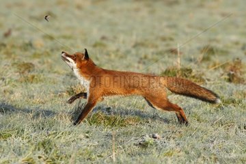 Red fox playing with a shrew in autumn GB