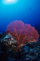 Red Gorgonian Tenia Insel Neukaledonien