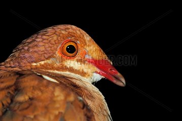 Portrait of Rudy-Quail Dove French Guiana