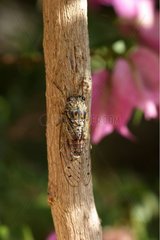 Zikade in einen Zweig Frankreich platziert