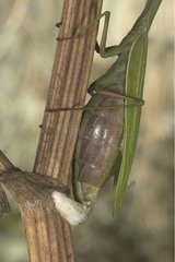 Praying Mantis female laying its ootheca France