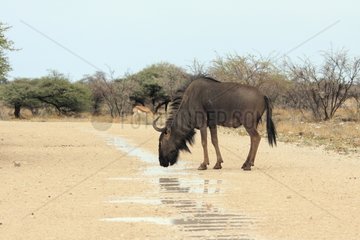Common Wildebeest drinking from a puddle after the rain