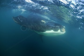Southern Right Whale Valdes Peninsula Patagonia