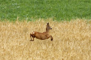 Young Roe deer running in a field France