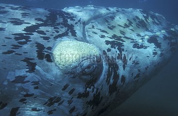 Baleine franche du Sud Golf Nuevo Patagonie