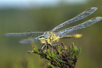 Emperor dragonfly drying its wings covered with dew France