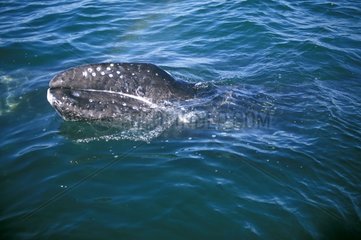 Wal auf der Halbinsel von Baja in Kalifornien