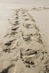 Tracks  die vom SeelÃ¶wen am Strand hergestellt werden
