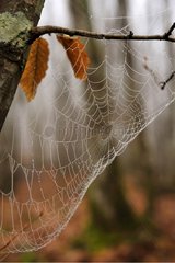 Spinnweb hing an einem Baum im Wald Frankreich