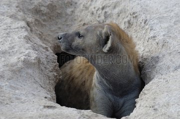 Speckled hyena aged in its burrow