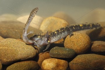 Larve von gesprenkeltem Salamander  der einen anderen kleineren angreift