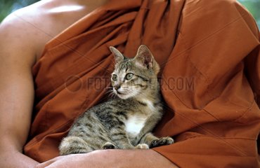Tabby kitten in the arms of a buddhist monk Thailand
