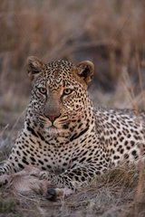 Leopard male portrait with it prey Kenya