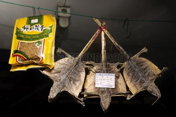 Geckos dried used in the pharmacopoeia China