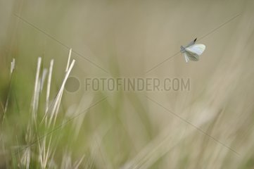 Large white in flight in the spring