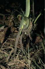Green Vine Snake devouring a Lizard French Guiana