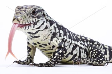 Argentine Tegu with its tongue out in studio