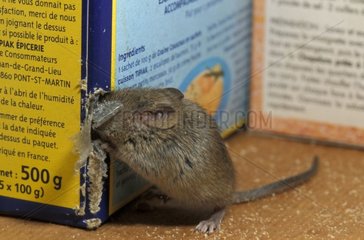 Graue Maus nagt ein Paket aus Grieß Frankreich