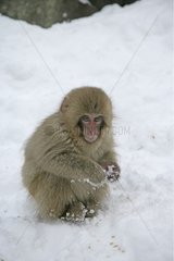 Junge japanische Makaken im Schneejapan