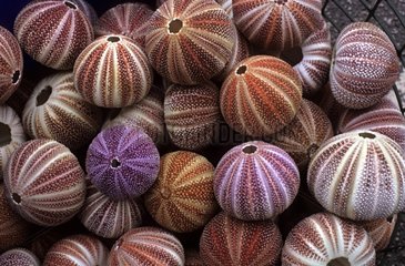 Basket of dried Sea urchins
