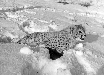 Young Asiatic Cheetah in snow Iran