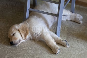 Golden retriever puppy resting under a chair France